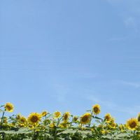 川越鶴ヶ島坂戸40代50代👣軽めウォーキング🚶‍♀️運動🤸‍♂️雑談🗣