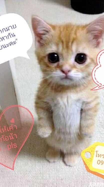 ห้องคนเหงาโสด โดนเท อกหัก คุยได้ห้องคนเหงาโสด โดนเท แฟน