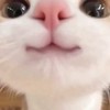 猫最強