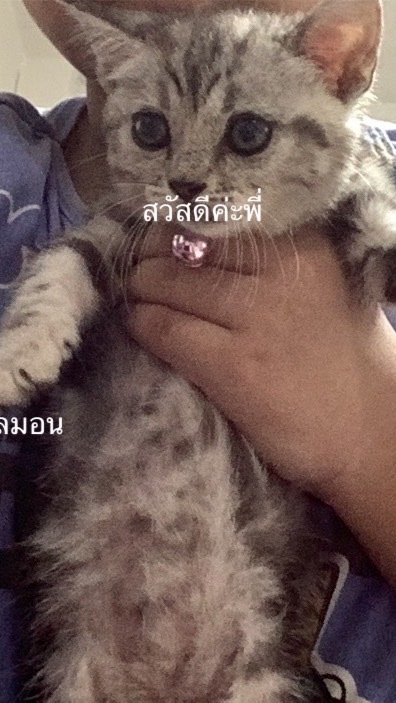 มอสเจ้าของกลุ่มเนยหัวหน้าฉีรองหัวหน้าผิงผิงขนมสมาช