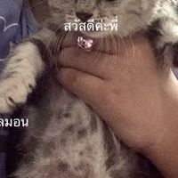 มอสเจ้าของกลุ่มเนยหัวหน้าฉีรองหัวหน้าผิงผิงขนมสมาช