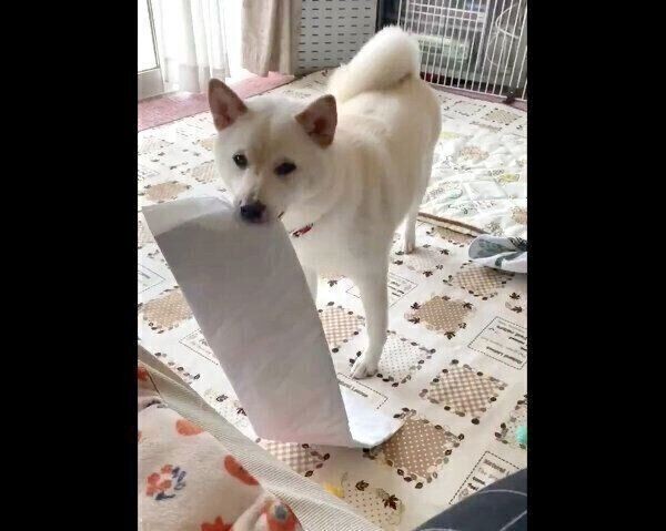 飼い主もかまわずにはいられない 柴犬のアピール法に悶絶