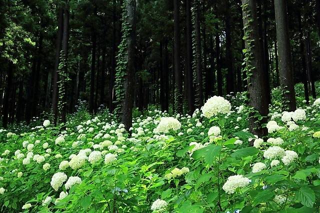 紫陽花開 漫步日本各地遇見初夏好風光 All About Japan Line Today