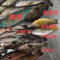 梧棲漁港🐠船釣漁獲直銷平臺