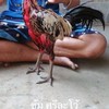 🏆🐓🏆กลุ่ม2เสรี ซื้อขายไก่ชนทุกสายพันธ์ุตลอด24ชั่วโม