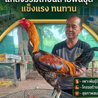 ซุ้ม ป.ณัฐนนท์ฟาร์ม