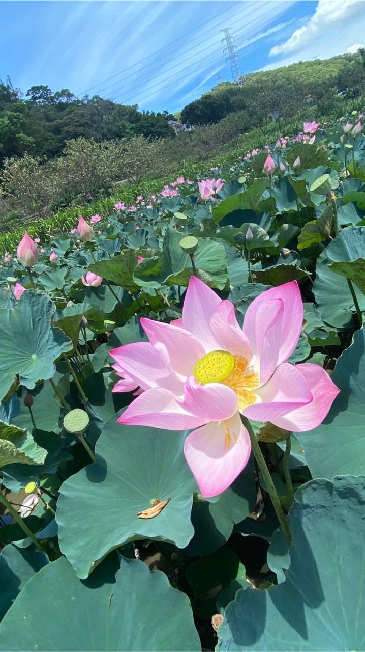 中坑荷花🪷金荷櫻