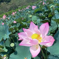 中坑荷花🪷金荷櫻