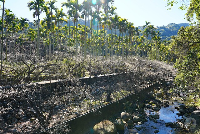 新社梅花隧道