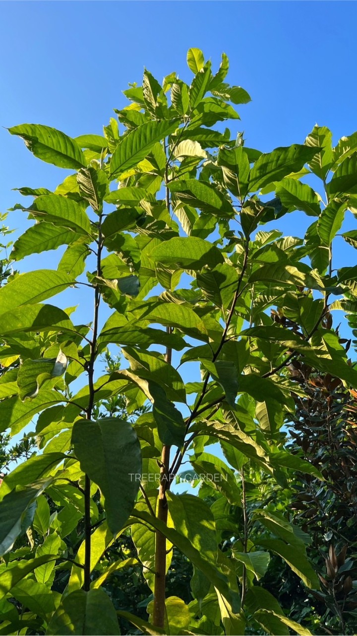 Treerapy garden สวนต้นไม้ประดับปราจีนบุรี