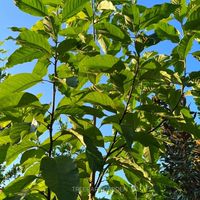 Treerapy garden สวนต้นไม้ประดับปราจีนบุรี