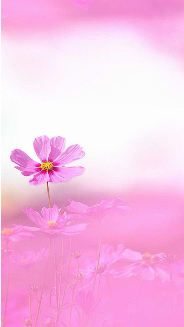 🌸🌸🌸รับข่าวสาร ปันกำลังใจ สมาชิก P.B.🌸🌸