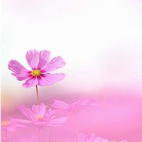 🌸🌸🌸รับข่าวสาร ปันกำลังใจ สมาชิก P.B.🌸🌸