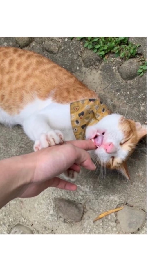 ❤️全台貓咪集散地❤️