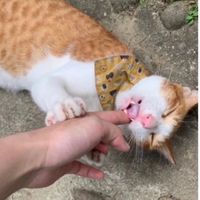 ❤️全台貓咪集散地❤️