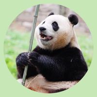 🐼莉安_3月韓國🐼跑腿團