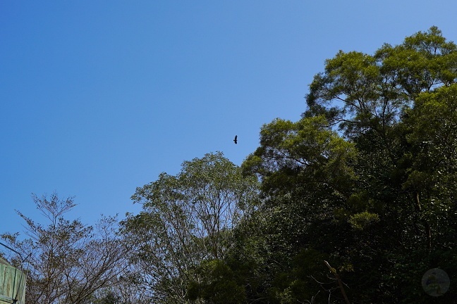 八卦山脈牧場,大山休閒牧場,大山牧場,彰化最佳親子景點,彰化牧場