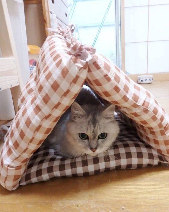 愛猫もきっと気に入る 簡単に作れる 猫テント