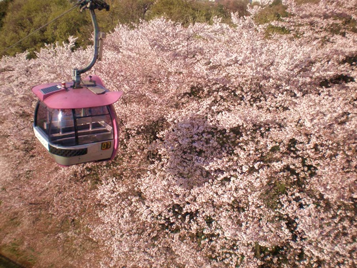 讀賣樂園空中櫻花步道