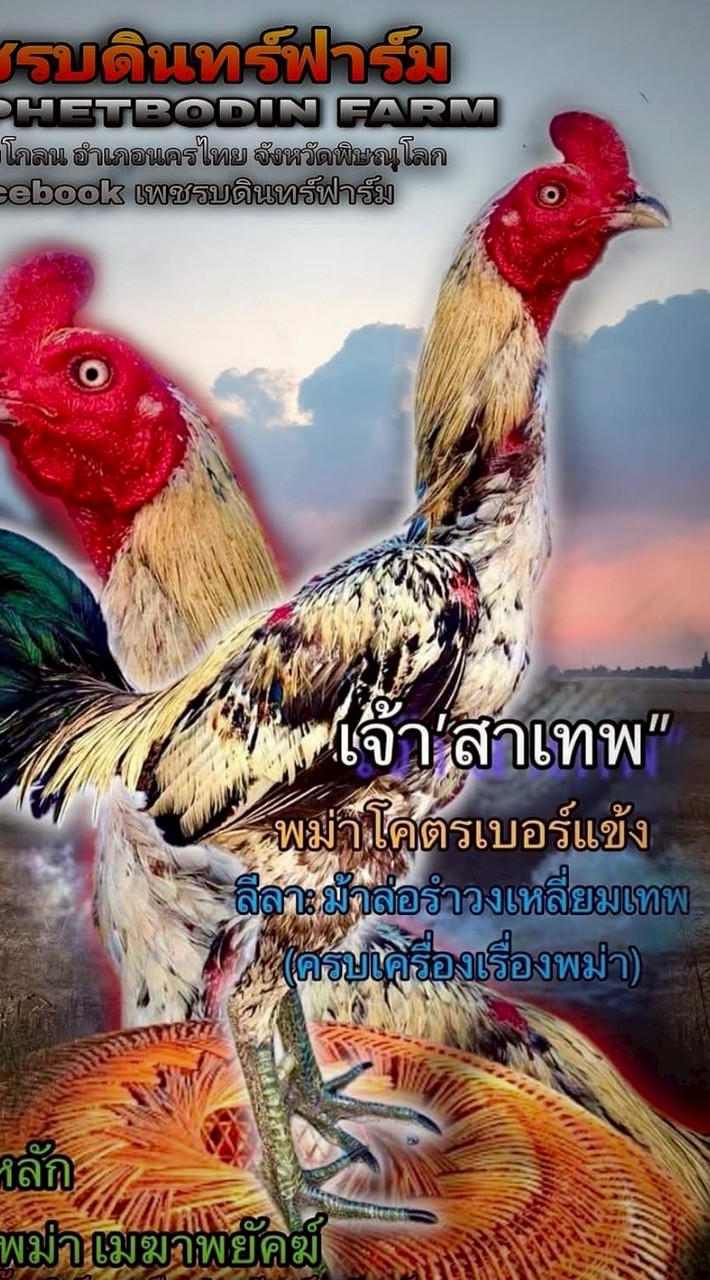 เพชรบดินทร์ ฟาร์ม🙏🐔🐲🐓สังกัด บ้านภักดี โชคอัศวินไก่ชน