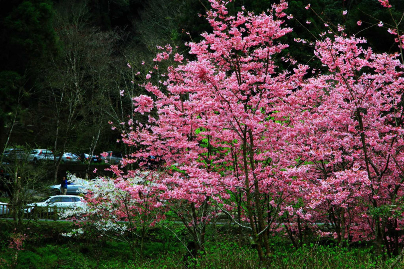 不同品種的櫻花接力綻放。（圖／杉林溪森林生態渡假園區提供）