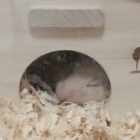 ボイメで歌お！ 主は音痴だよ！音痴も歌うまも大歓迎！暇な人誰でも来て！入る前に説明読んでね！