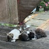 ★世田谷界隈 猫のボランティア活動のお手伝い