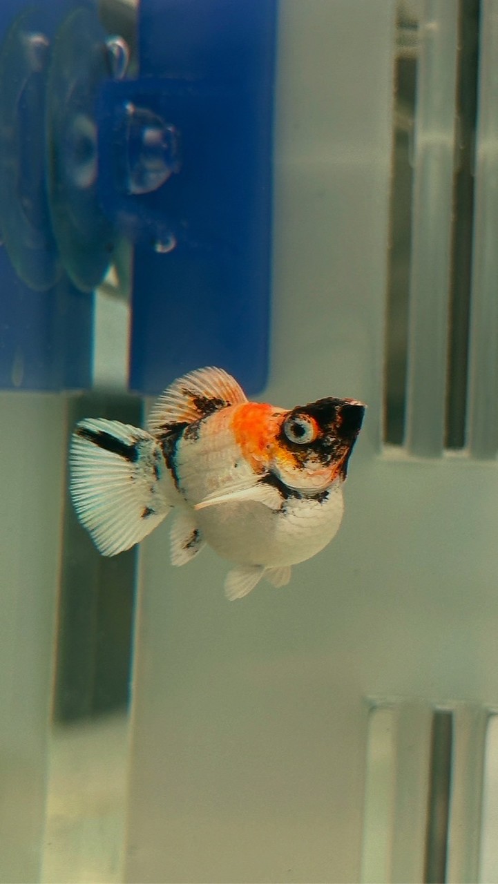 MOLLY FISH(CHAT DATA)