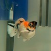 MOLLY FISH(CHAT DATA)