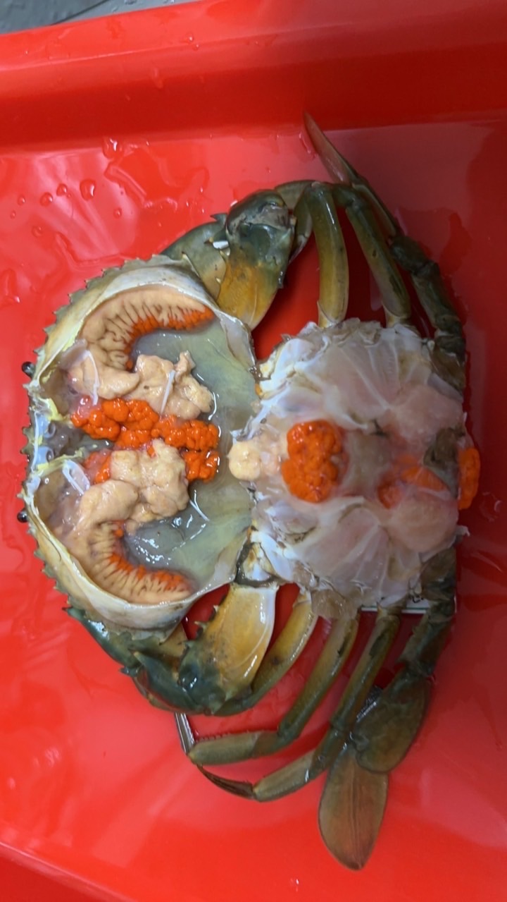 活體批發