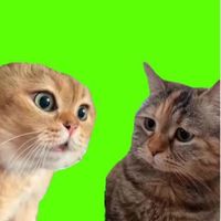 猫ミーム【素材・雑談・夜更かし】