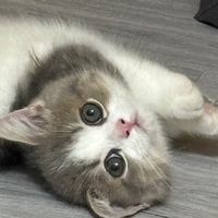 萌臉喵臉萌