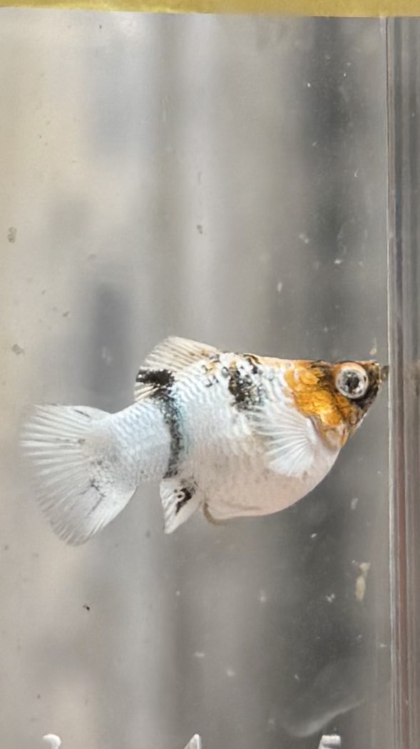 อัพเดทปลา #เช็คเลขแทรค