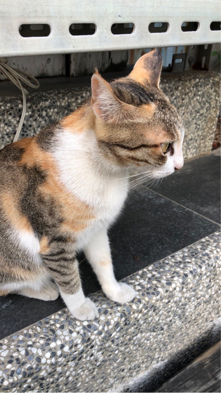 貓貓瘋人院(｡･ω･｡)ฅ