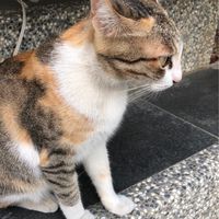 貓貓瘋人院(｡･ω･｡)ฅ
