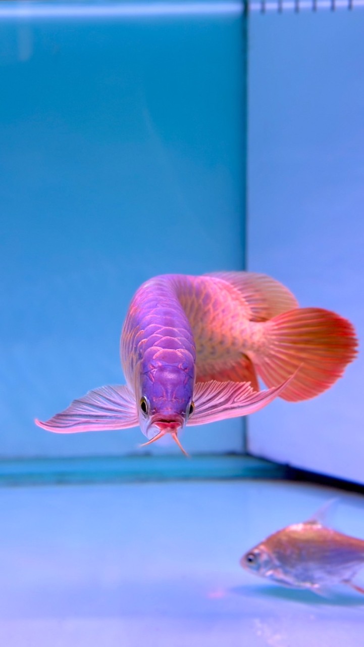 TA MO Arowana