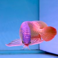 TA MO Arowana
