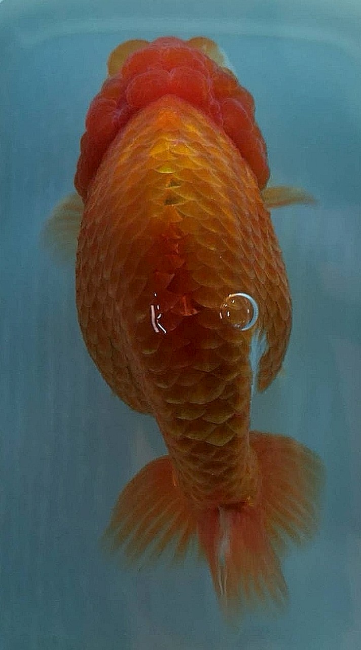 [GoldfishHouse]​ CNX