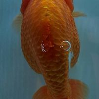 [GoldfishHouse]​ CNX