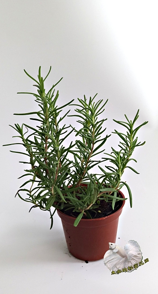 香草植物 迷迭香盆栽 3吋盆活體盆栽, 可食用可泡茶 烤雞牛排雞排