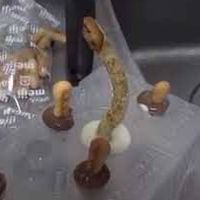 EDの人たちの集まり