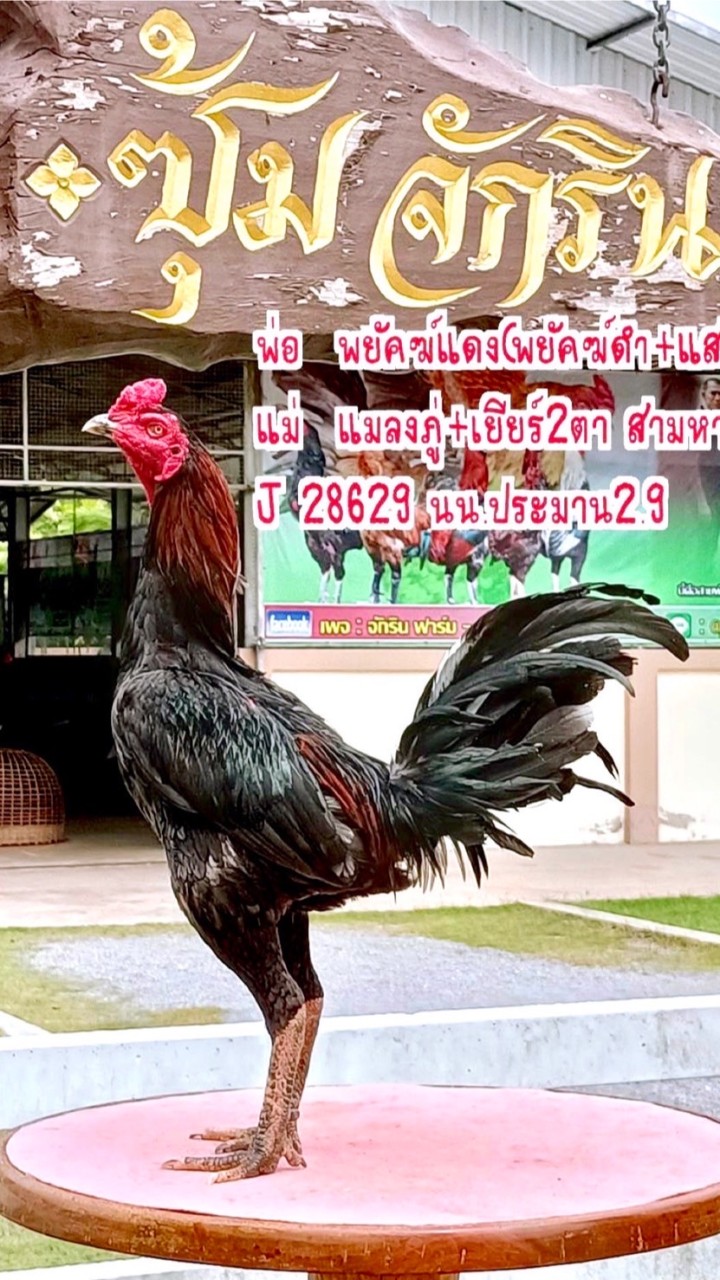 ชาญวิทย์ ฟาร์ม