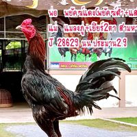 ชาญวิทย์ ฟาร์ม