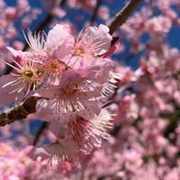 🦷🦷健康加持，從齒開始！🦷🦷 歯科衛生士がお口の健康を守ります
