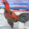 พัฒนาไก่ชนพม่าตีหู