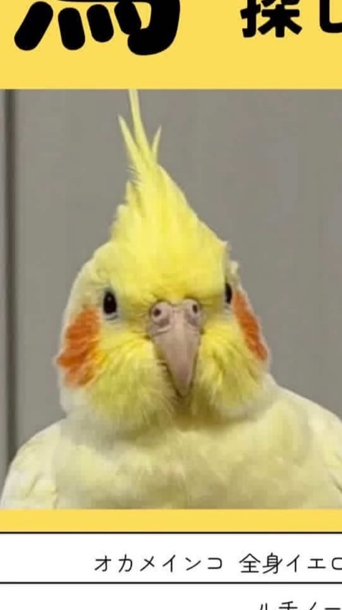オカメインコ（きぃちゃん）