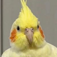 オカメインコ（きぃちゃん）