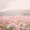 アンテ民こいや