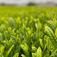 日本茶業青年情報交換