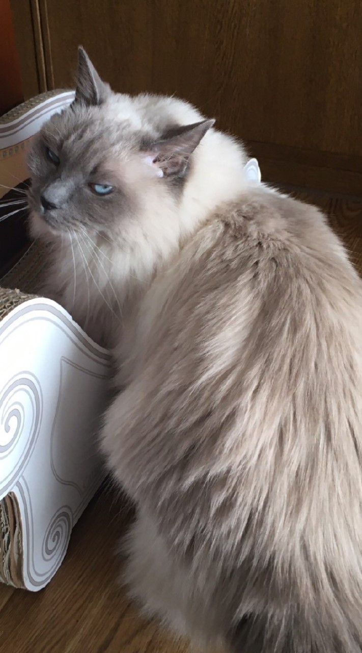猫とバイク